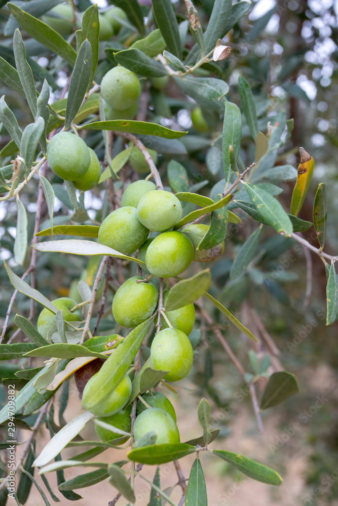Green fresh olive tree