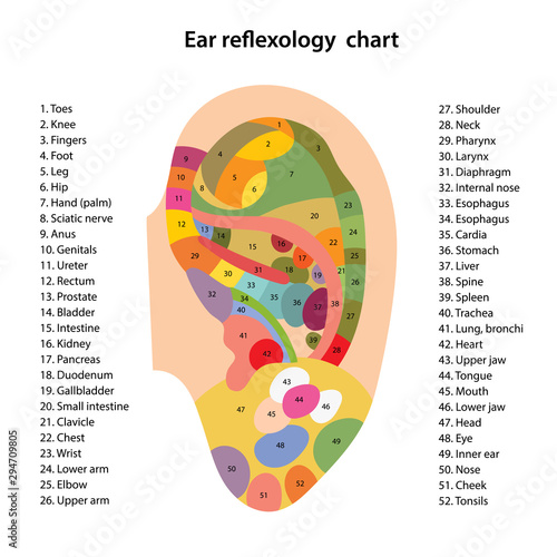 Ear reflexology chart with description of the corresponding internal and body parts. Vector illustration over white background.