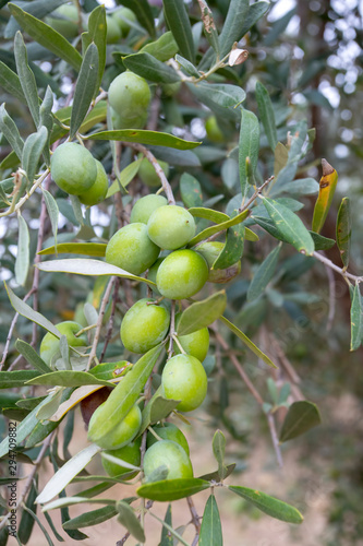 Green fresh olive tree