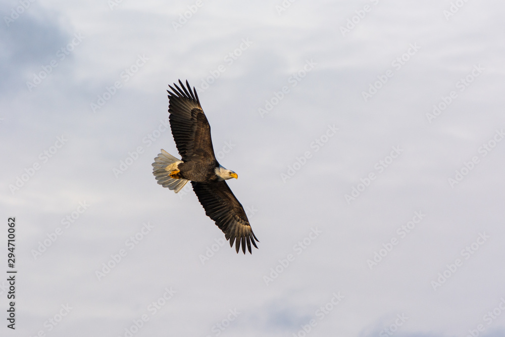 Obraz premium Bald Eagle Turning in the Sky 