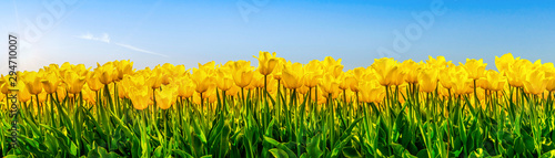 Gelb blühende Tulpen auf einem Feld