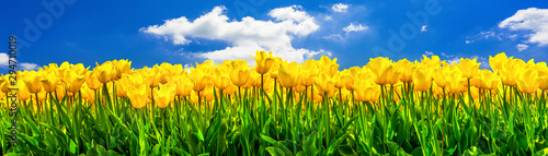 Gelb blühende Tulpen auf einem Feld