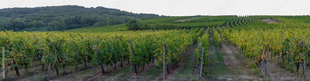 Wine route, France - 09 19 2019: On the road at sunset. Panoramic view of vineyards