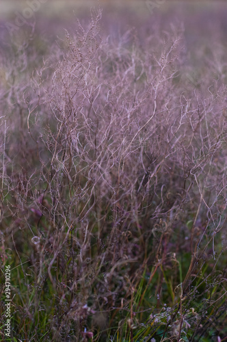 Autumn flowers and grasses. Dry autumn plants