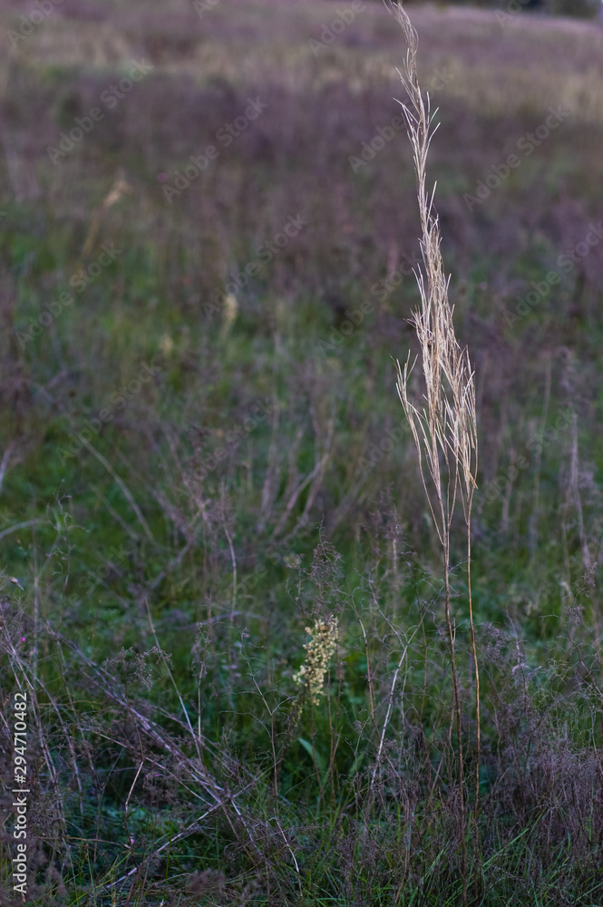 Obraz premium Autumn flowers and grasses. Dry autumn plants