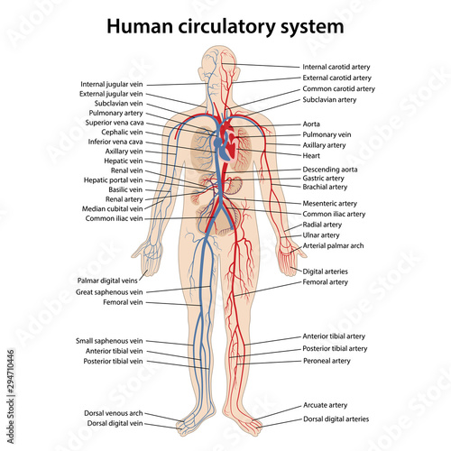Human circulatory system with main parts labeled. Vector illustration in flat style.