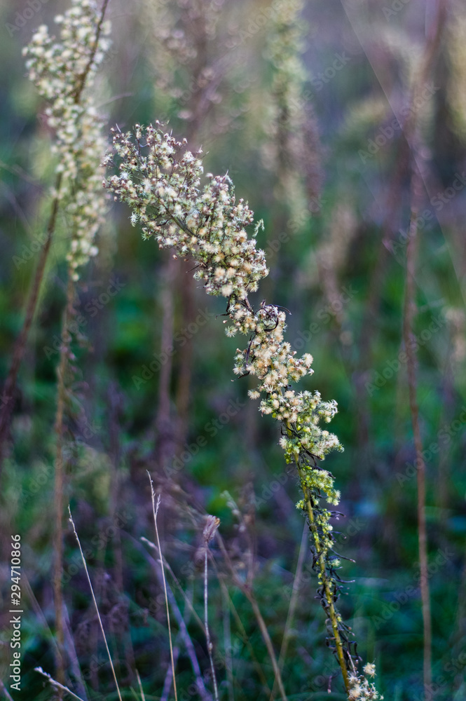 Obraz premium Autumn flowers and grasses. Dry autumn plants