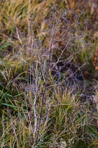 Autumn flowers and grasses. Dry autumn plants