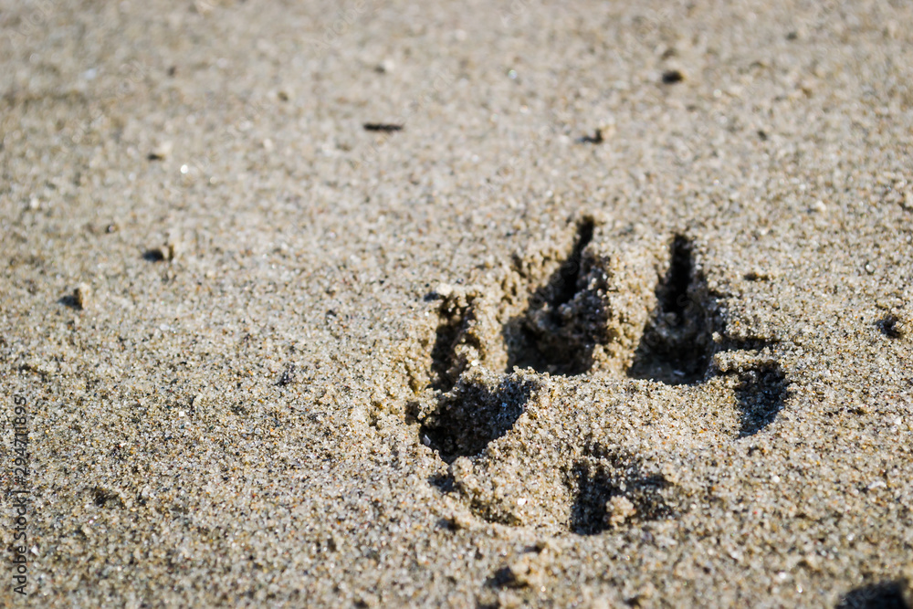 Dog paw print in the sand on the bank of the Danube River Dog paw print in the sand on the bank of the Danube River