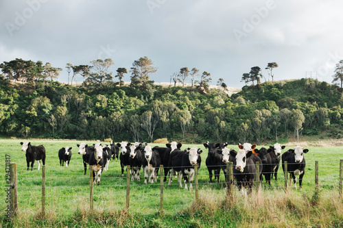 Wallpaper Mural Black and white cows behind a fence in a paddock Torontodigital.ca