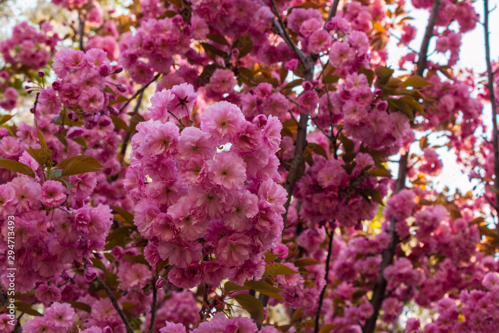 Pink sakura flower blossom in spring time with Soft focus, over blue sky. Sunlight natural background with copy space. Pink sakura flower blossom in spring time with Soft focus, over blue sky. Sunlight natural background with copy space.