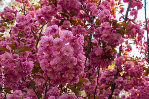Fototapeta Naklejka Na Ścianę i Meble -  Pink sakura flower blossom in spring time with Soft focus, over blue sky. Sunlight natural background with copy space.