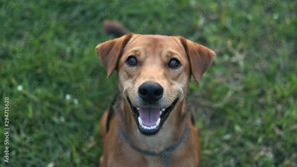 A dog looking up at the camera. A dog looking up at the camera.