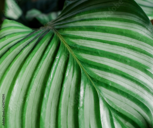 Close up of a green plant leaf