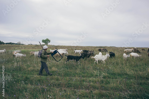 goats in a field