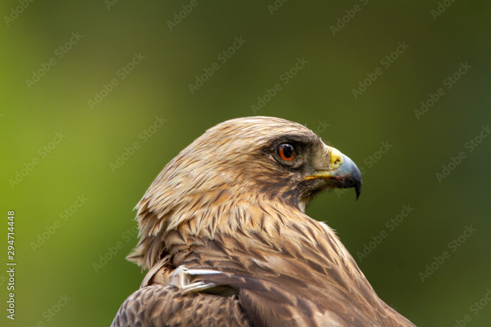 Booted eagle hieraaetus pennatus in the nature, Spain Booted eagle hieraaetus pennatus in the nature, Spain