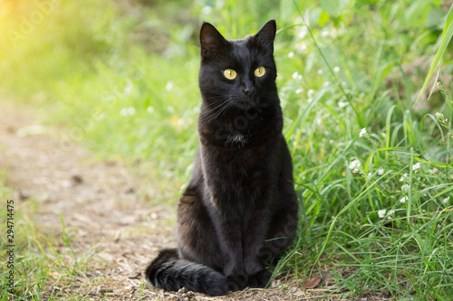 Beautiful bombay black cat in green grass. Outdoors, nature