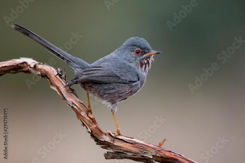 Dartford warbler, , sylvia undata,, perched on a branch of a tree Spain photo