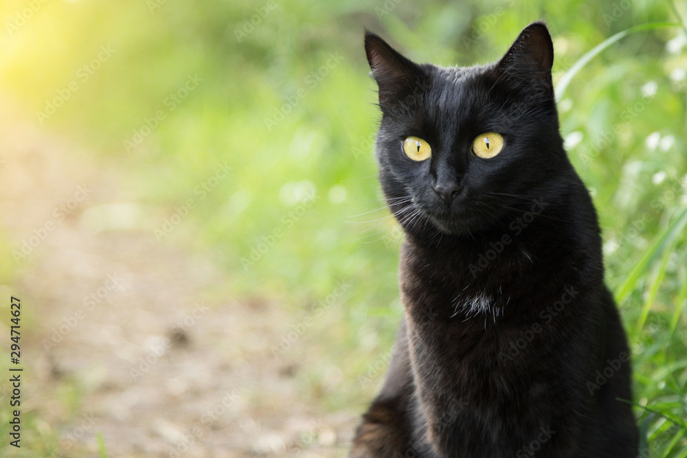 Black cat portrait close up, copy space. Outdoors, nature	