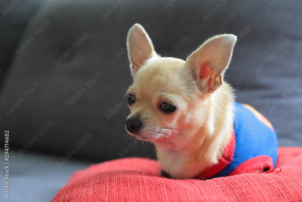 Beautiful mini beige chihuahua dog puppy wearing in blue T-shirt laying on red cushion, grey background, dog fashion clothes