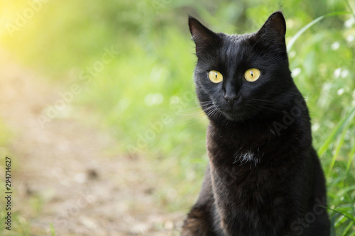 Black cat portrait close up, copy space. Outdoors, nature 