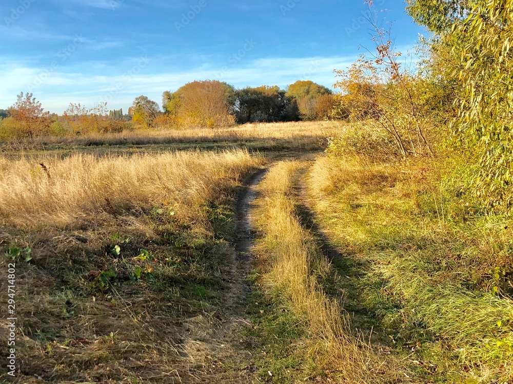 The road through the field against the blue sky. The path to the village passes near the forest. Traces of cars and carts on the grass.