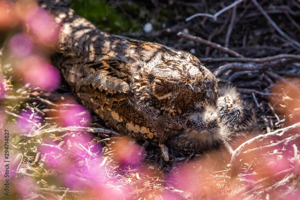 Nightjar mother and chick Nightjar mother and chick