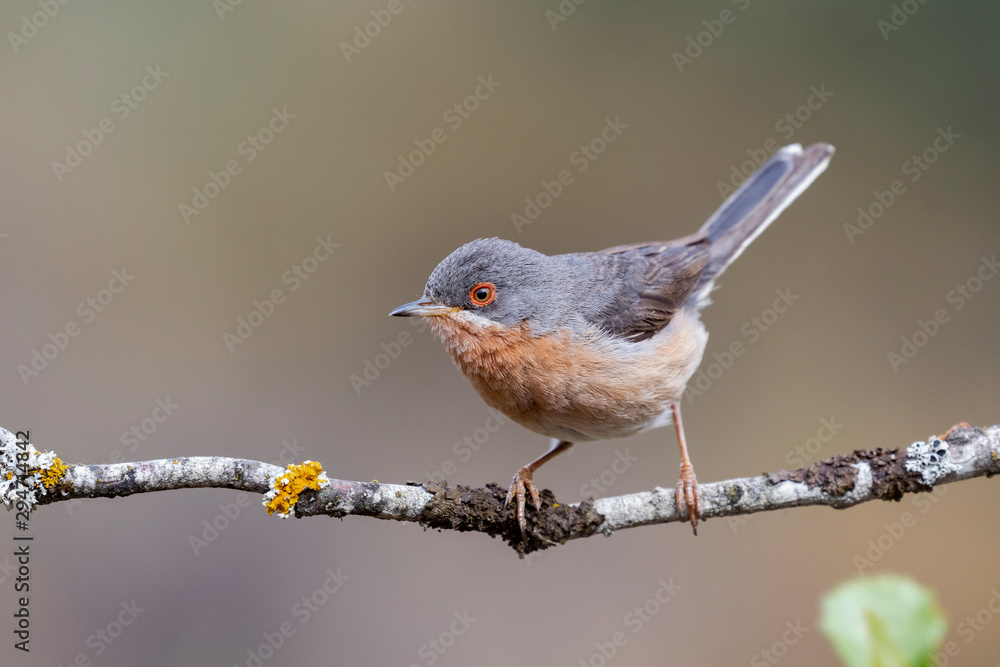 Subalpine warbler male sylvia cantillans, perched on the branch of a tree on a uniform background Subalpine warbler male sylvia cantillans, perched on the branch of a tree on a uniform background