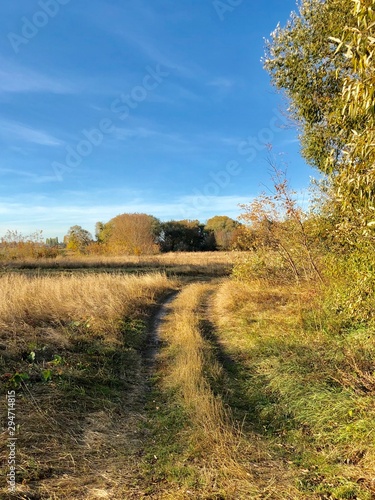 The road through the field against the blue sky. The path to the village passes near the forest. Traces of cars and carts on the grass.