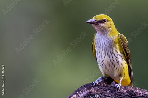Golden oriole female in natural habitat , oriolus oriolus,