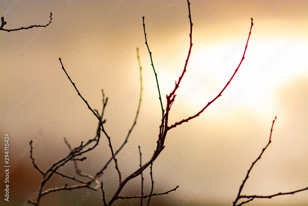 barren tree branches with pinkish glow in yellow background barren tree branches with pinkish glow in yellow background
