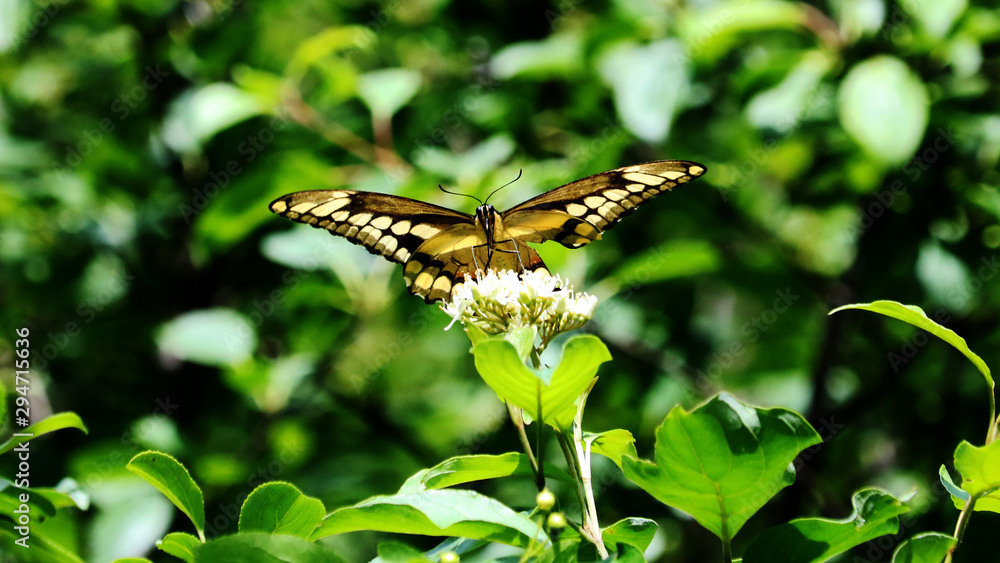 A giant swallowtail butterfly, it is the largest butterfly in North America. A giant swallowtail butterfly, it is the largest butterfly in North America.