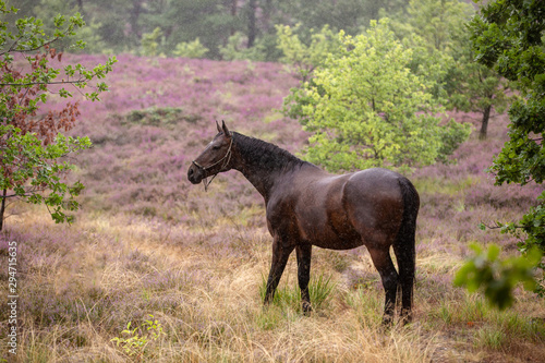 Fototapeta Naklejka Na Ścianę i Meble -  Pferde in der regnerischen Heide