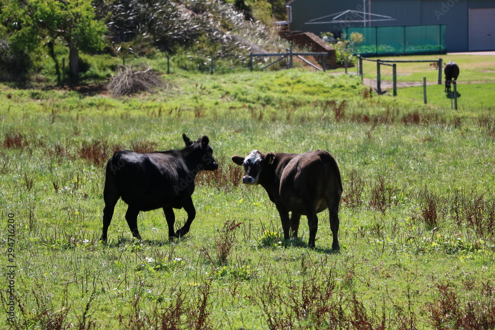 Cows in Western Australia, Australia Cows in Western Australia, Australia