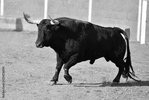 toro negro español corriendo en una plaza de toros