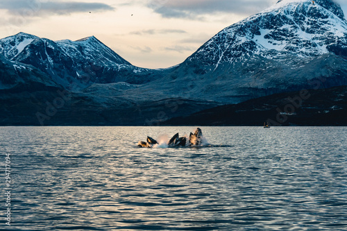 Humpback pod in Skjervoy, Norway photo