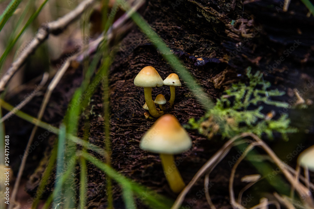poisonous mushrooms in the woods poisonous mushrooms in the woods
