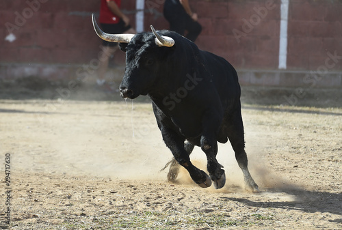 toro bravo español en plaza de toros