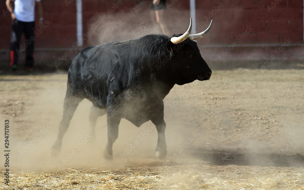 toro-negro-espa-ol-corriendo-en-una-plaza-de-toros-stock-photo-adobe