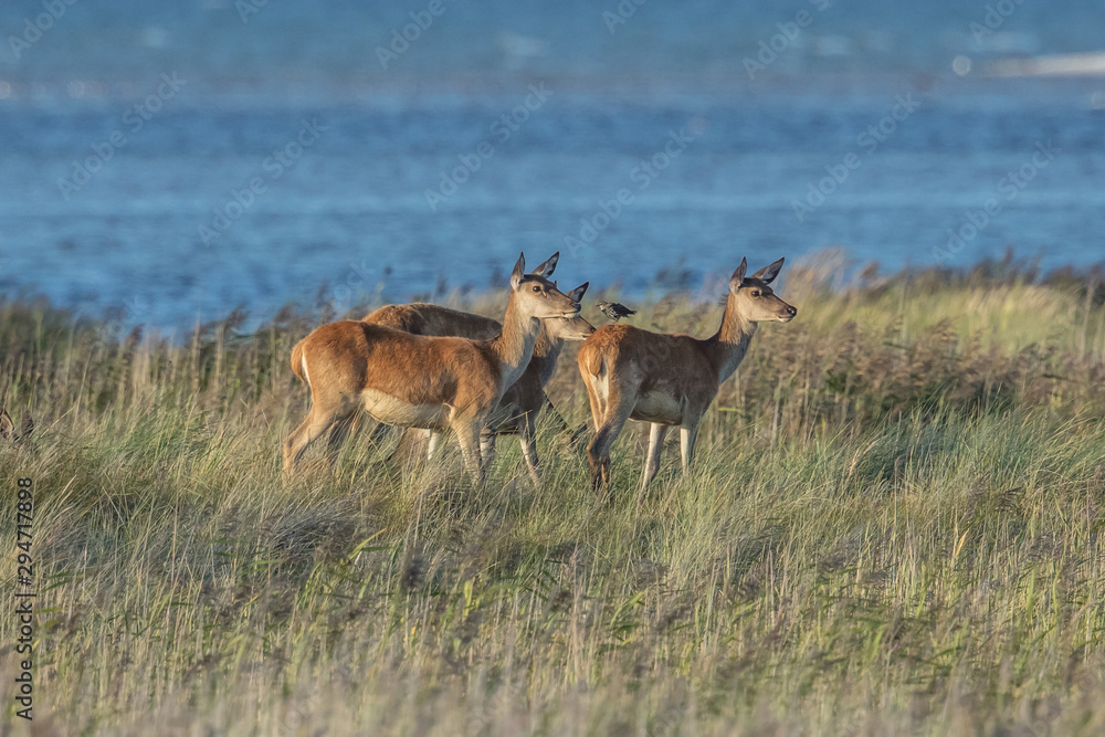 Naklejka premium rotwild am meer