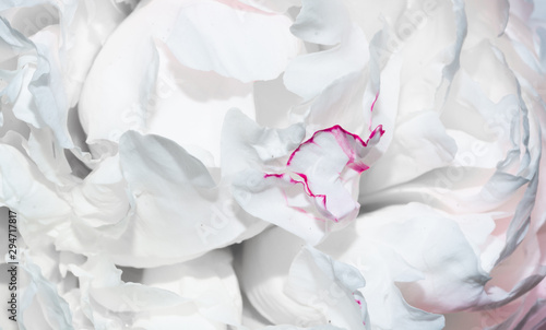 white flower petals with a fine pink edge