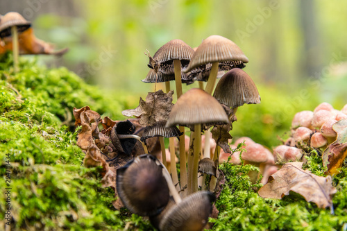 poisonous mushrooms in the woods