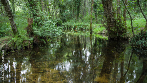 Un rio atravesando un bosque, paisaje de Galicia, España. 