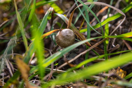 poisonous mushrooms in the woods