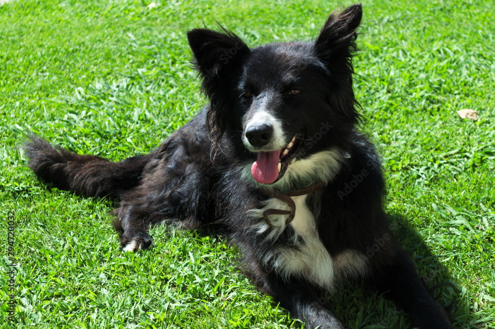 A black sheepdog laying on the grass A black sheepdog laying on the grass