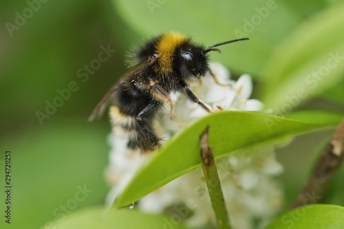 Bumblebee (Bombus terrestris) sitting on white flower. © konyt