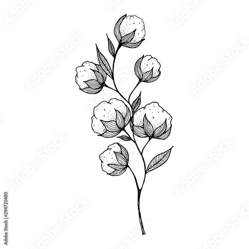 hand-drawn blooming cotton flowers. Sketch Drawn in black pen. Isolated on a white background. Trace to vector. Black and white design. Monochrome vintage vector illustration