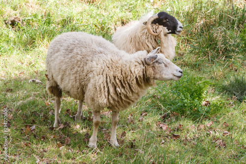 Scottish blackface sheep in a field in Brittany