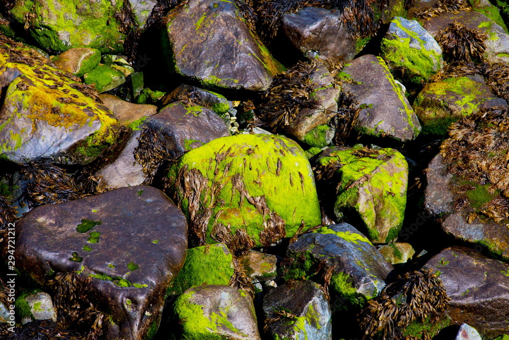 An abstract of seaweed covered rocks An abstract of seaweed covered rocks