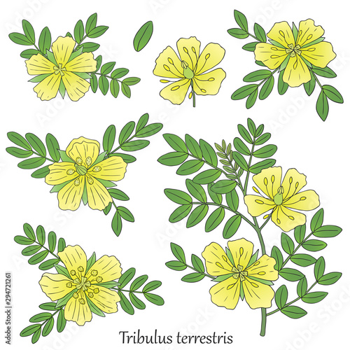 Gokshura tribulus-01